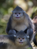 Two Juvenile Yunnan Snub-Nosed Monkeys Looking at the Camera Photographic Print by Jed Weingarten/National Geographic My Shot