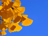 Golden-Hued Ginkgo Leaves Against a Blue Sky Photographic Print by Amy & Al White & Petteway