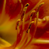Close Up of Day Lily Stamens Covered in Pollen Photographie par Amy & Al White & Petteway