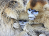 A Snub-Nosed Monkey Family Huddles for Warmth in Freezing Temperatures Photographic Print by Cyril Ruoso