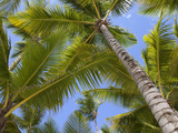 Palm Trees, Punta Cana, Dominican Republic, West Indies, Caribbean, Central America Photographic Print by Frank Fell