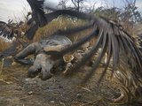 Vultures Scavenge a Female Rhino That Was Killed By a Pair of Tigers Photographic Print by Steve Raymer