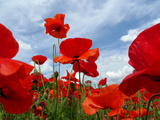 A Field of Red Poppies in Bloom under a Cloud-Filled Sky Photographie par Amy & Al White & Petteway