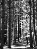 Tall Pine Trees Bordering a Forest Path Photographie par Amy & Al White & Petteway