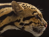 A Captive Clouded Leopard Photographic Print by Vincent J. Musi