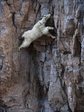 A Mountain Goat Descends a Sheer Rock Wall to Lick Exposed Salt Photographic Print by Joel Sartore