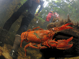 A Crayfish Dodges a Hiker Fording a Stream in Claustral Canyon Photographic Print by Carsten Peter