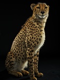 A Captive Cheetah Lámina fotográfica por Vincent J. Musi A Captive Cheetah Lámina fotográfica por Vincent J. Musi