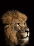A Captive Lion Photographic Print by Vincent J. Musi