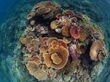 Hard Corals Vie for Space and Energy-Giving Sunlight Off Cairns Photographic Print by David Doubilet