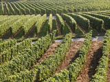 Vineyards Near Machtum, Mosel Valley, Luxembourg, Europe Photographic Print by Hans-Peter Merten