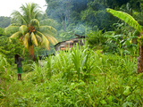 Man Poking a Coconut from a Tree on His Farm, Delices, Dominica, Windward Islands, West Indies, Car Photographic Print by Kim Walker