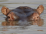 Hippopotamus (Hippopotamus Amphibius), Serengeti National Park, Tanzania, East Africa, Africa Photographic Print by James Hager