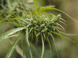 Cannabis (Cannabis Sativa) Bud Grown Locally by Villagers for Recreational Use, Pokhara, Nepal, Asi Photographic Print by Mark Chivers