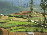 Vegetable Cultivation, an Important Alternative to the Normal Tea Crop in the Hill Country Near Nuw Photographic Print by Rob Francis