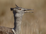 Kori Bustard (Ardeotis Kori), Kgalagadi Transfrontier Park, Encompassing the Former Kalahari Gemsbo Photographic Print by James Hager