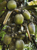 Double Coconut (Coco De Mer Palm), World's Largest Plant Fruit, Royal Botanic Gardens, Peradeniya,  Photographic Print by Rob Francis