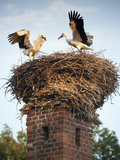 Storks on Top of Chimney in Town of Lenzen, Brandenburg, Germany, Europe Photographie par Richard Nebesky
