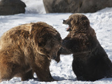 Two Brown Bears (Ursus Arctos) Sparring in Winter Snow, Bozeman, Montana, United States of America, Photographic Print by Kimberly Walker