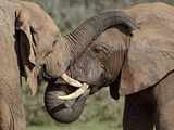 Two African Elephant (Loxodonta Africana), Addo Elephant National Park, South Africa, Africa Photographic Print by James Hager