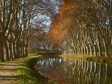 Yellow and Red Leaves in Autumn Along the Canal Du Midi, UNESCO World Heritage Site, Aude, Languedo Photographie par  Tuul