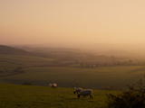 Sheep at Sunset, Near Sidmouth, Devon, England, United Kingdom, Europe Photographic Print by Jeremy Lightfoot
