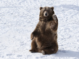 Waving Brown Bear (Ursus Arctos) Sitting in Winter Snow, Bozeman, Montana, United States of America Photographic Print by Kimberly Walker