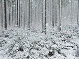 Winter Landscape, Near Villingen-Schwenningen, Black Forest, Baden-Wurttemberg, Germany, Europe Lámina fotográfica por Jochen Schlenker