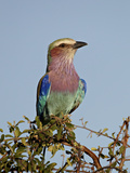 Lilac-Breasted Roller (Coracias Caudata), Kruger National Park, South Africa, Africa Photographie par James Hager