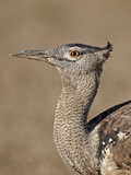 Kori Bustard (Ardeotis Kori), Kgalagadi Transfrontier Park, Encompassing the Former Kalahari Gemsbo Photographic Print by James Hager