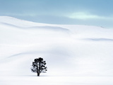 Lone Tree in Hayden Valley, Winter Landscape, Yellowstone National Park, UNESCO World Heritage Site Fotografie-Druck von Kimberly Walker