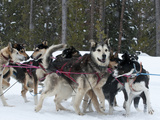Dog Sledding Team During Snowfall, Continental Divide, Near Dubois, Wyoming, United States of Ameri Photographic Print by Kimberly Walker
