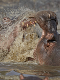Two Hippopotamus (Hippopotamus Amphibius) Sparring, Serengeti National Park, Tanzania, East Africa, Photographic Print by James Hager