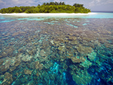 Coral Plates, Lagoon and Tropical Island, Maldives, Indian Ocean, Asia Photographic Print by Sakis Papadopoulos