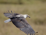African Fish Eagle (Haliaeetus Vocifer) in Flight, Serengeti National Park, Tanzania, East Africa,  Fotografie-Druck von James Hager
