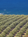 Olive Groves, Chania, Crete, Greek Islands, Greece, Europe Photographic Print by Sakis Papadopoulos