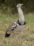 Kori Bustard (Ardeotis Kori), Serengeti National Park, Tanzania, East Africa, Africa Photographic Print by James Hager