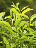 Richly Flavoured, Aromatic High Altitude Uva Tea Growing in the Namunukula Mountains, Ella, Central Photographic Print by Rob Francis
