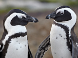 African Penguin (Spheniscus Demersus) Pair, Simon's Town, South Africa, Africa Photographie par James Hager