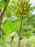 Bananas Growing on Tree, Dominica, West Indies, Caribbean, Central America Photographie par Kim Walker