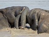 Two African Elephant (Loxodonta Africana) Playing in the Water, Addo Elephant National Park, South  Photographie par James Hager