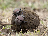 Two Dung Beetles Atop a Ball of Dung, Serengeti National Park, Tanzania, East Africa, Africa Photographie par James Hager