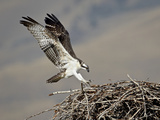 Osprey (Pandion Haliaetus) Landing on its Nest, Lemhi County, Idaho, United States of America, Nort Photographic Print by James Hager