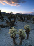 Joshua Trees at Sunset in Joshua Tree National Park, California, United States of America, North Am Photographie par Aaron McCoy
