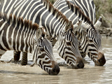 Three Common Zebra (Burchell's Zebra) (Equus Burchelli) Drinking, Ngorongoro Crater, Tanzania, East Photographic Print by James Hager