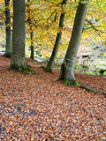 Autumn Trees and Fallen Leaves in Strid Wood, Bolton Abbey, Yorkshire, England, United Kingdom, Eur Photographic Print by Mark Sunderland