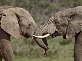 Two African Elephant (Loxodonta Africana) Face to Face, Addo Elephant National Park, South Africa,  Photographic Print by James Hager