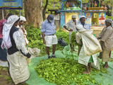Plantation Tamil Women Bagging and Weighing Prized Uva Tea by a Temple Near Ella in the Central Hig Photographic Print by Rob Francis