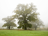 Autumn Trees at Jacob Smith Park, Knaresborough, North Yorkshire, Yorkshire, England, United Kingdo Photographic Print by Mark Sunderland