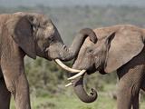 Two African Elephant (Loxodonta Africana), Addo Elephant National Park, South Africa, Africa Photographic Print by James Hager